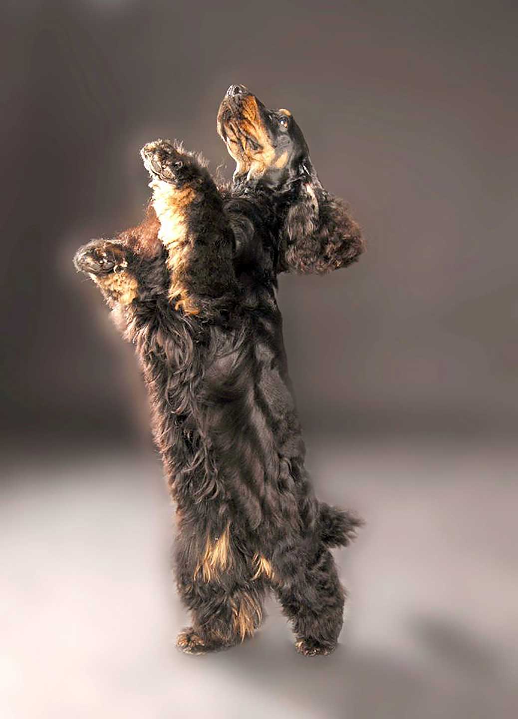 Hundesalon Anders! Ausbildung zum Hunde-Coiffeur einmal Anders!?