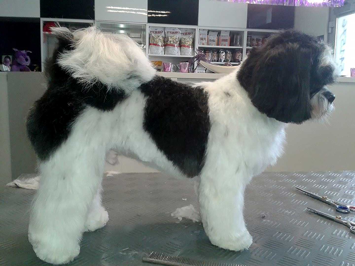 Hundesalon Anders! Ausbildung zum Hunde-Coiffeur einmal Anders!?