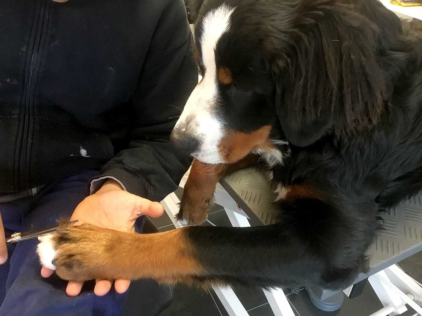 Hundesalon Anders! Ausbildungsschritte