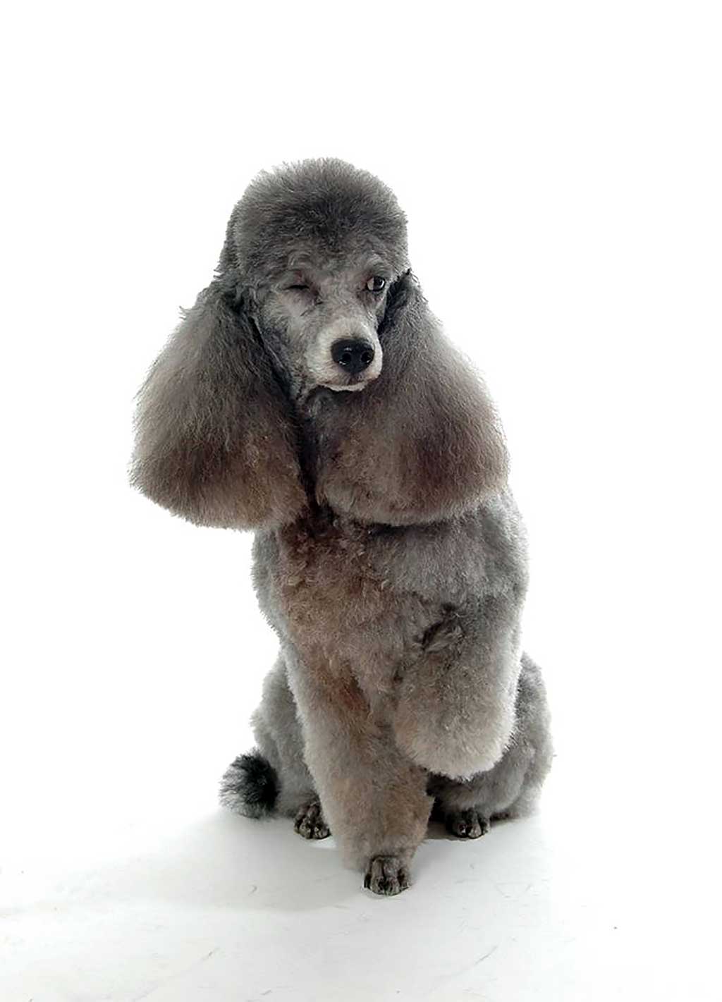 Hundesalon und Groomer-Schule Anders! Ausbildungsdauer und Kosten