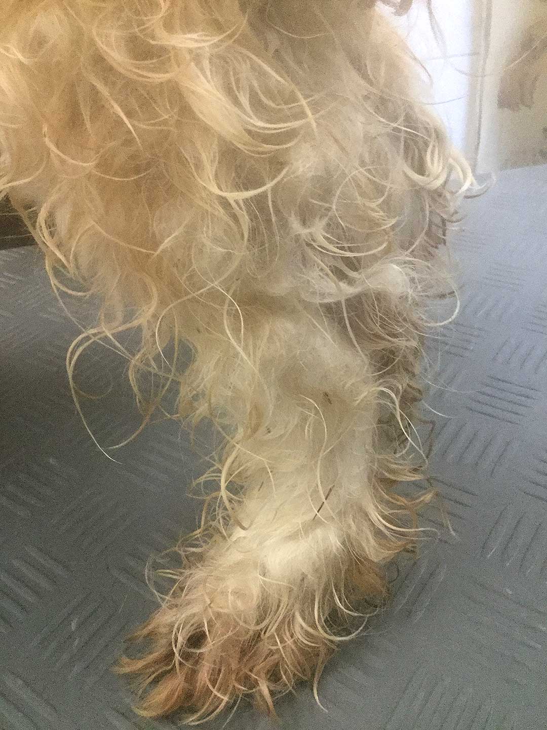 Hundesalon Anders! Unangenehme Folgen