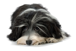 Hundesalon Anders! Rassestandards