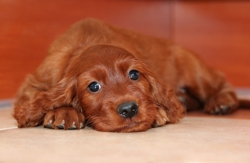 Hundesalon Anders! Stumpfes Fell - was tun?