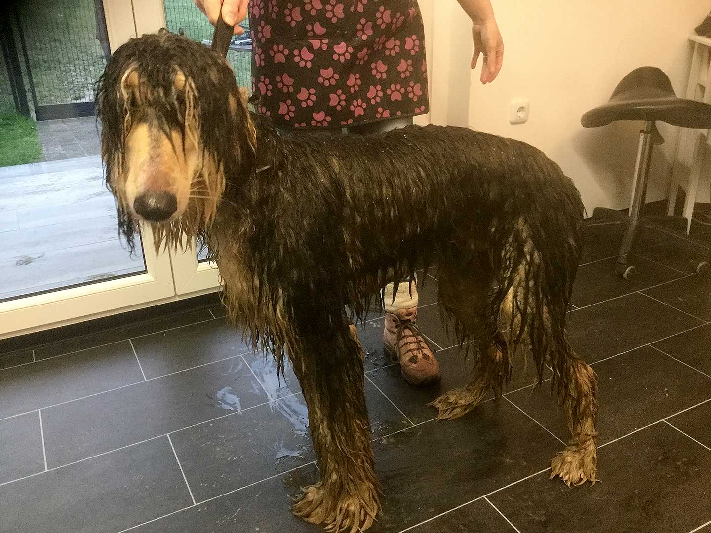 Hundesalon Anders! Fellpflege: was und wie?