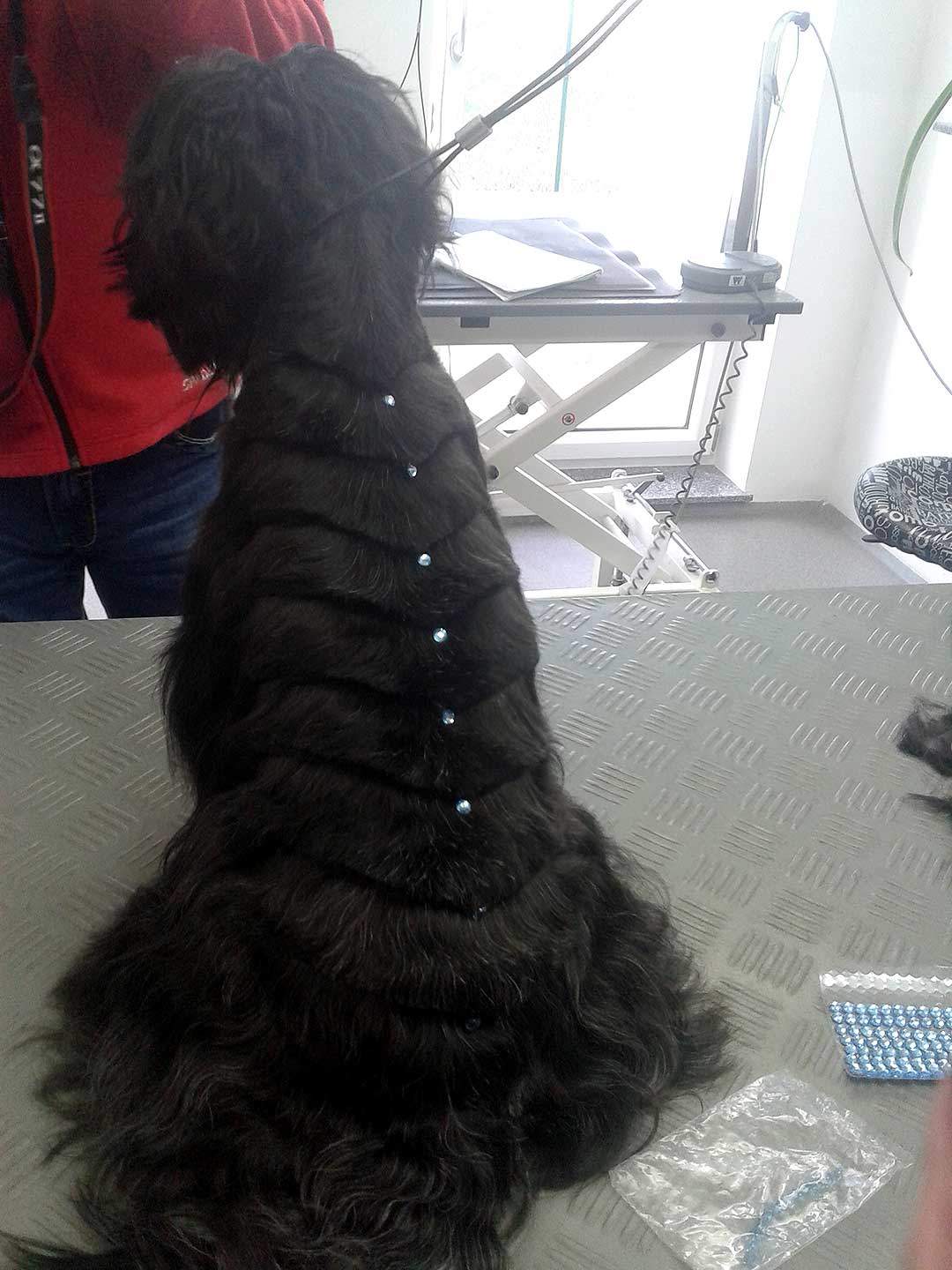 Hundesalon und Groomer-Schule Anders! Schnittbeispiele gepflegte aussergewöhnliche Schnitten