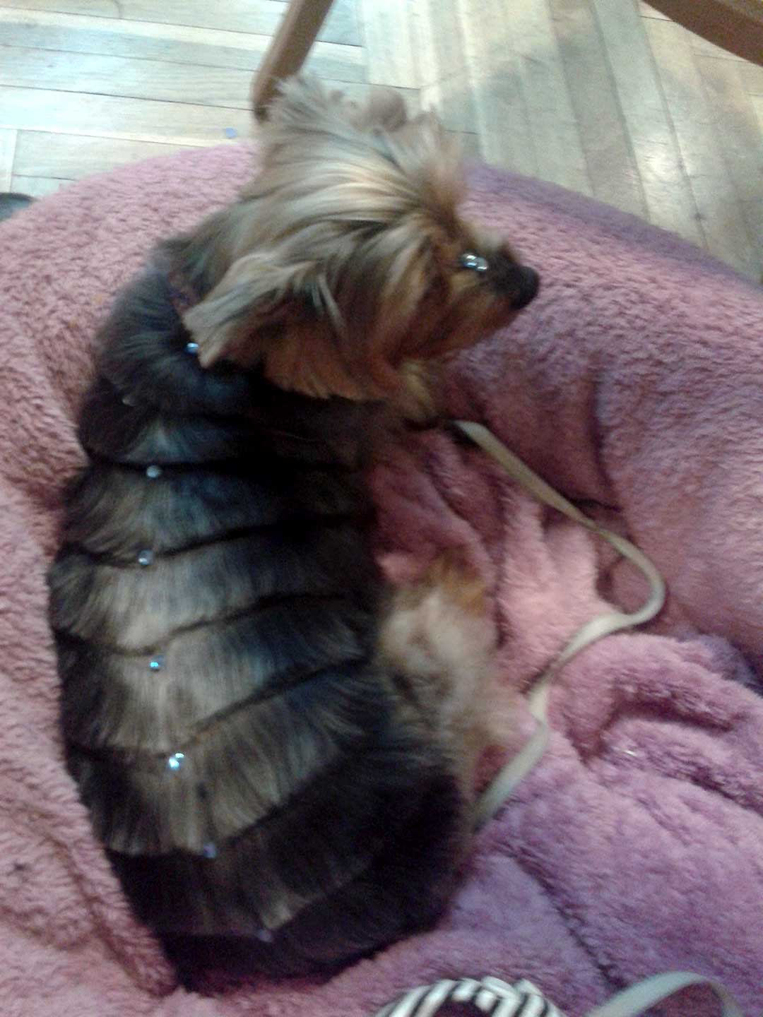 Hundesalon und Groomer-Schule Anders! Schnittbeispiele gepflegte aussergewöhnliche Schnitten