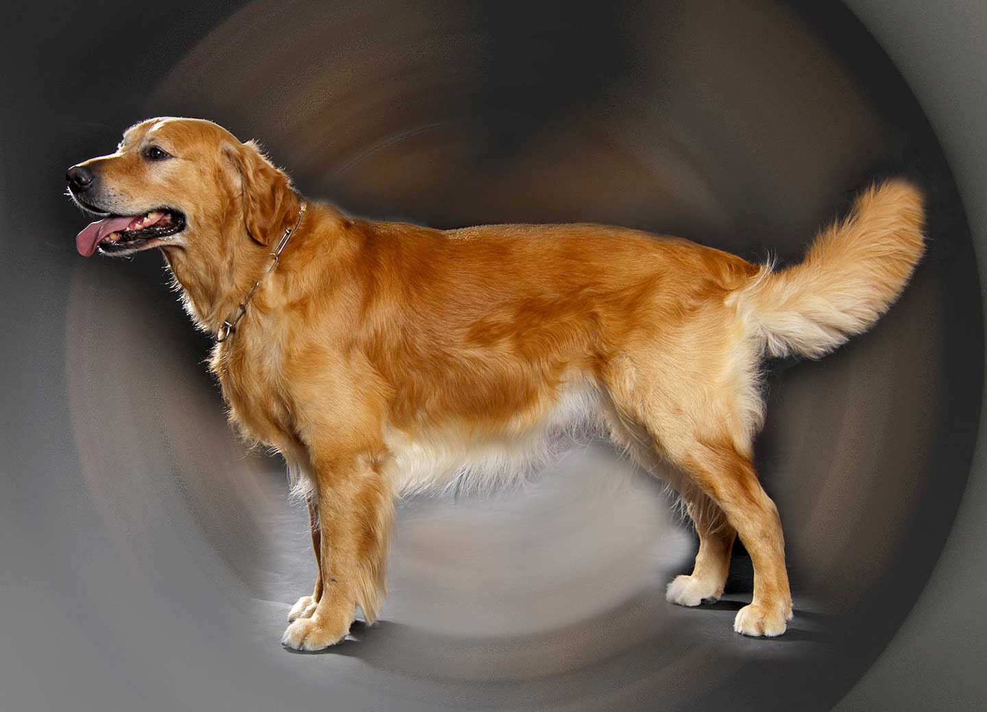 Hundesalon und Groomer-Schule Anders! Schnittbeispiele gebürstete und fassionierte Hunde