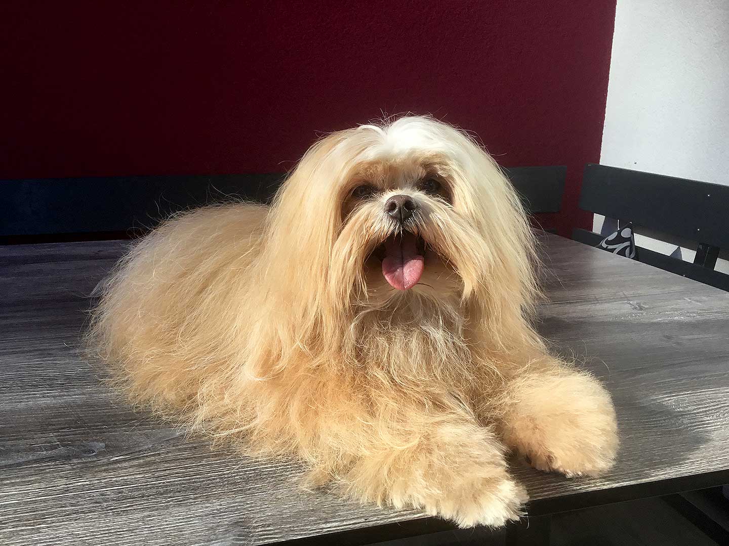 Hundesalon und Groomer-Schule Anders! Schnittbeispiele gebürstete und fassionierte Hunde