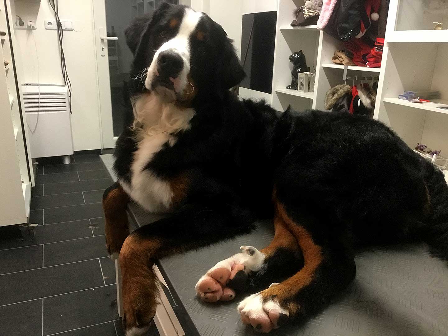 Hundesalon und Groomer-Schule Anders! Schnittbeispiele gebürstete und fassionierte Hunde