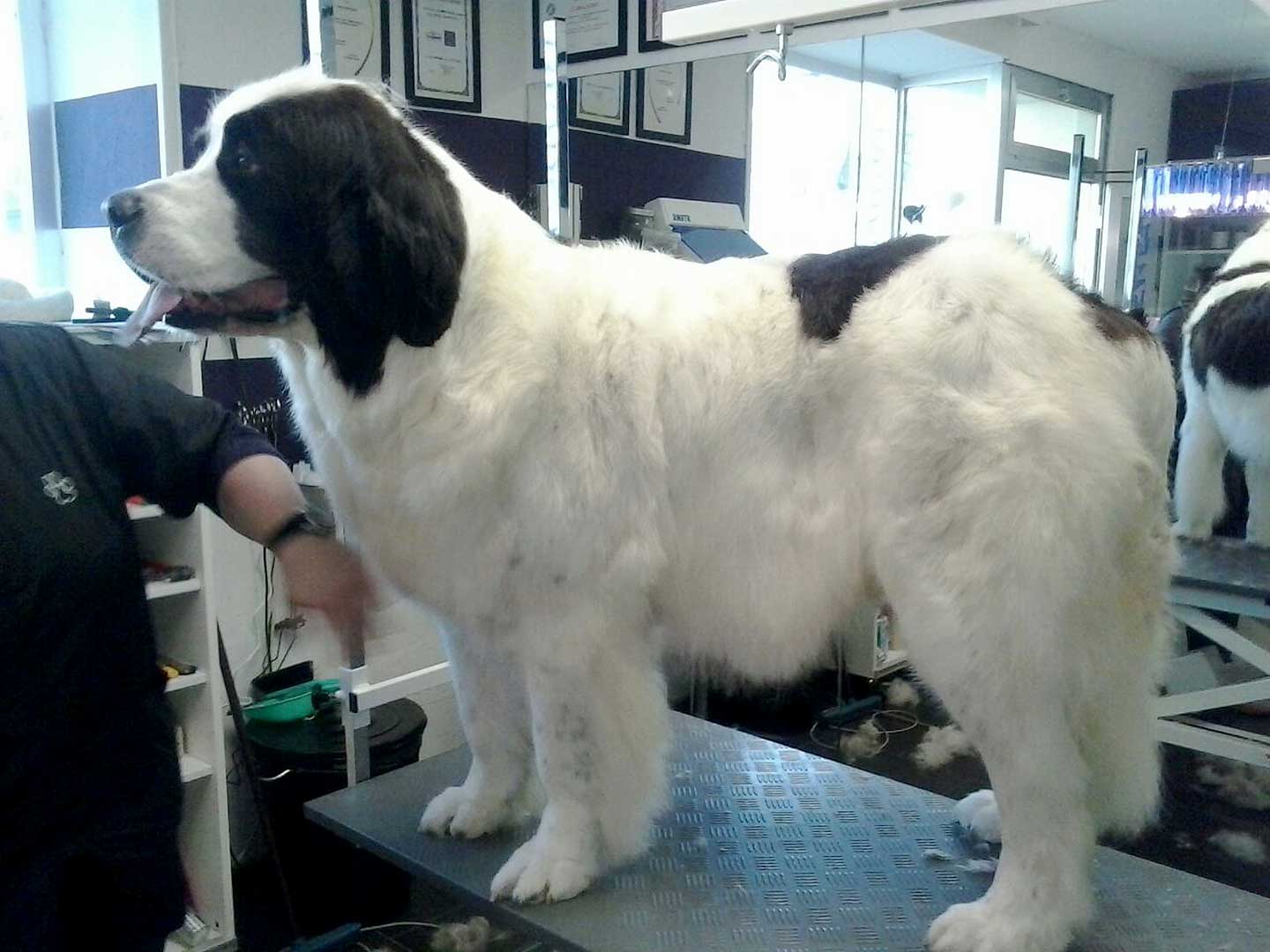 Hundesalon und Groomer-Schule Anders! Schnittbeispiele gebürstete und fassionierte Hunde