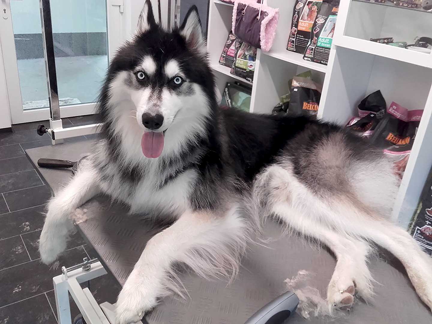 Hundesalon und Groomer-Schule Anders! Schnittbeispiele gebürstete und fassionierte Hunde