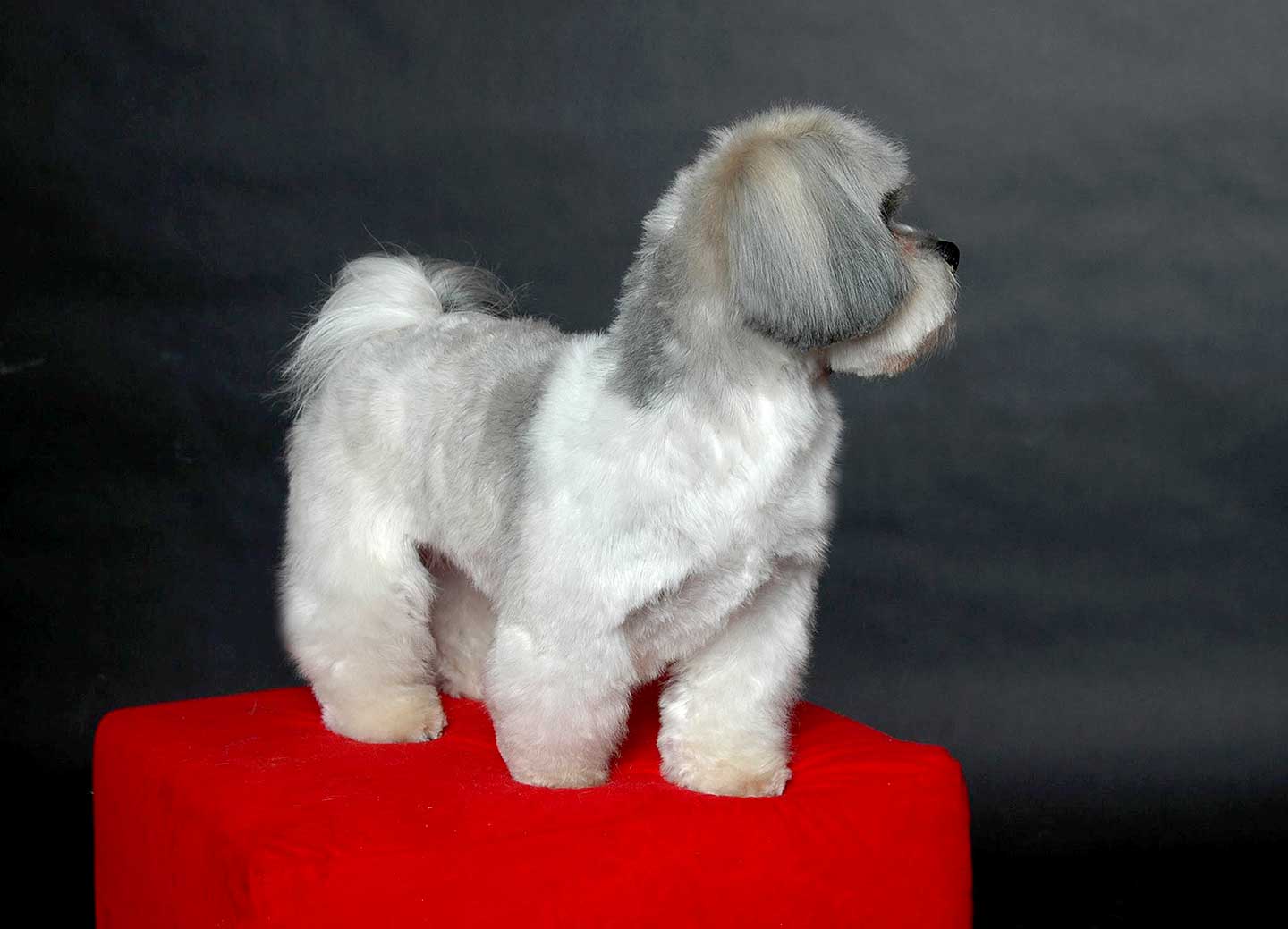 Hundesalon und Groomer-Schule Anders! Schnittbeispiele gepflegte Schneidehunde