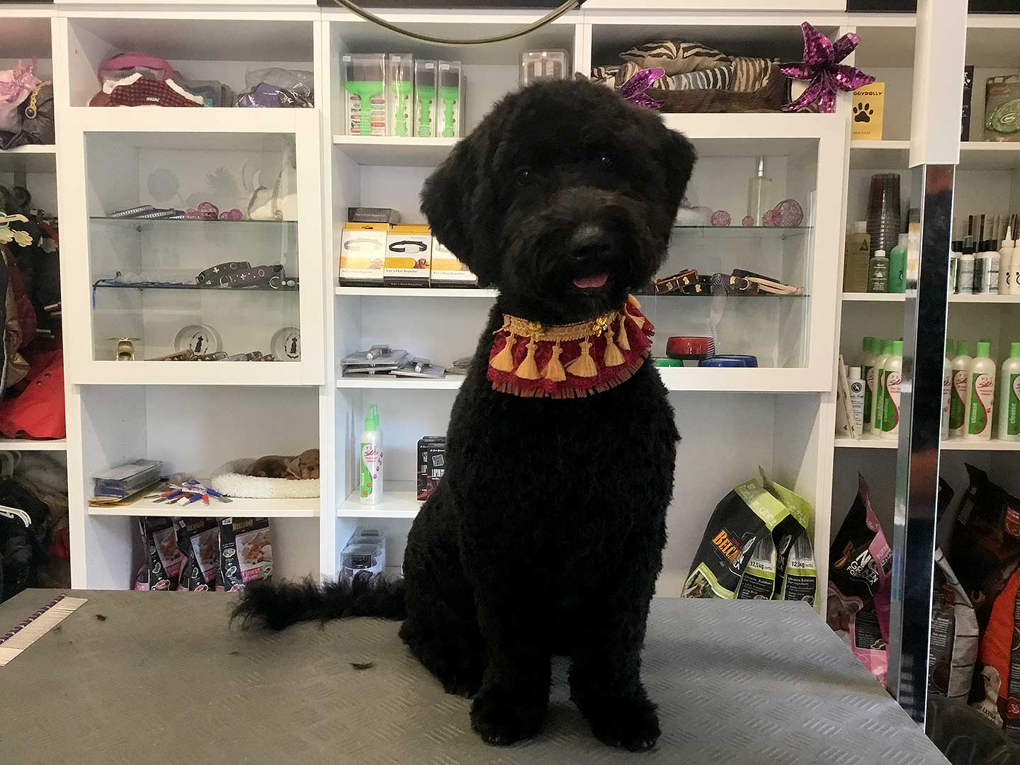 Hundesalon und Groomer-Schule Anders! Schnittbeispiele gepflegte Schneidehunde