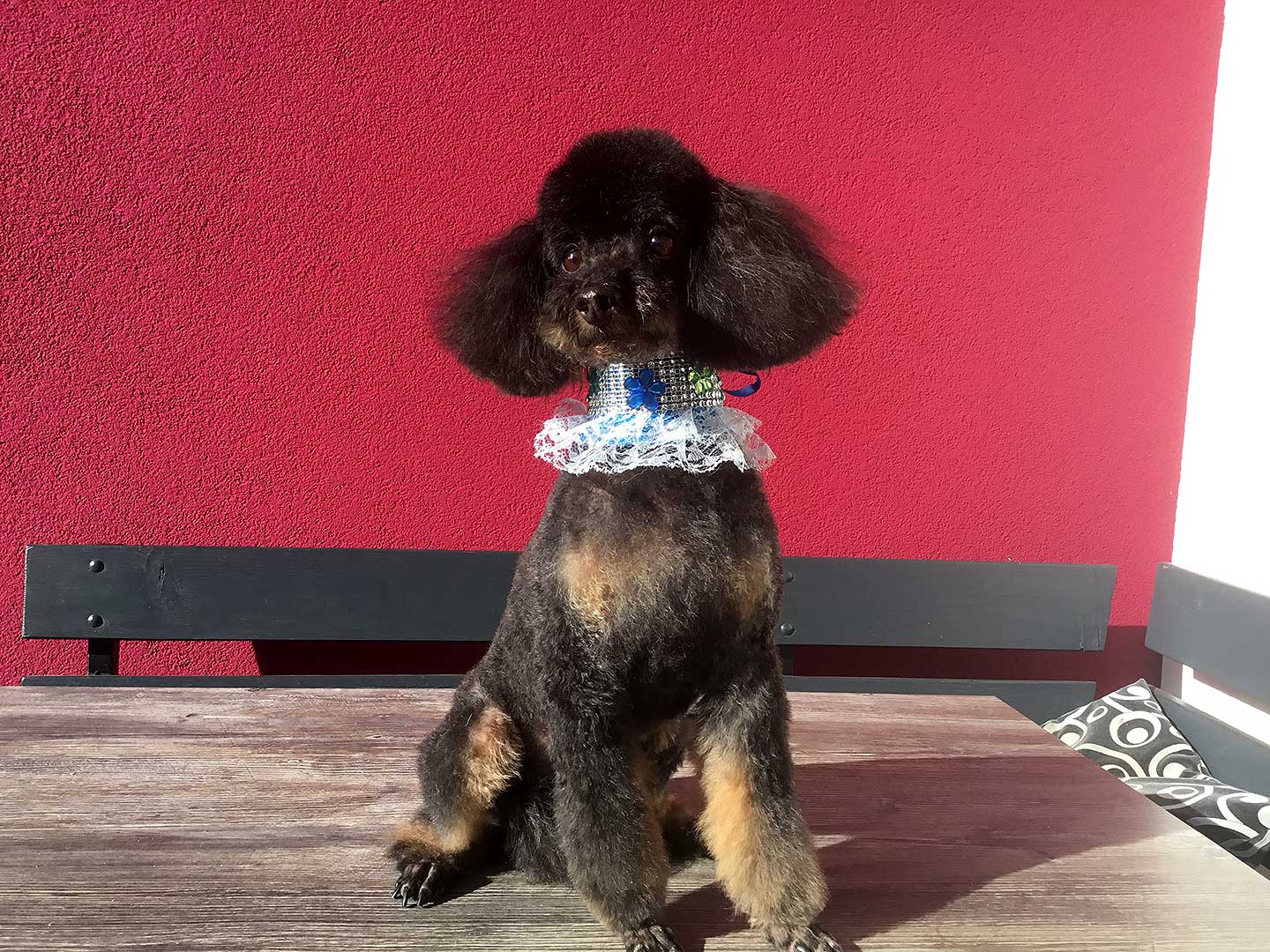 Hundesalon und Groomer-Schule Anders! Schnittbeispiele gepflegte Schneidehunde