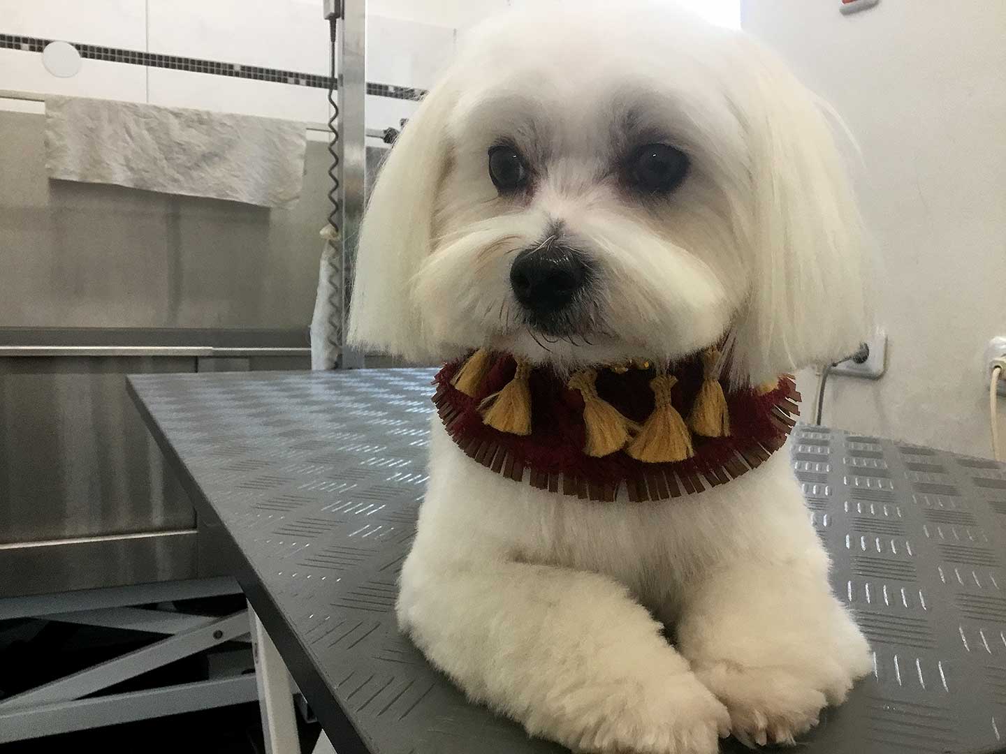 Hundesalon und Groomer-Schule Anders! Schnittbeispiele gepflegte Schneidehunde