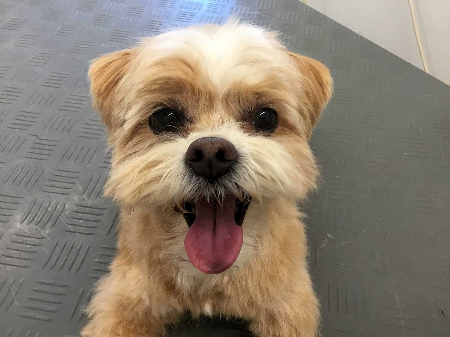 Hundesalon und Groomer-Schule Anders! Schnittbeispiele gepflegte Schneidehunde