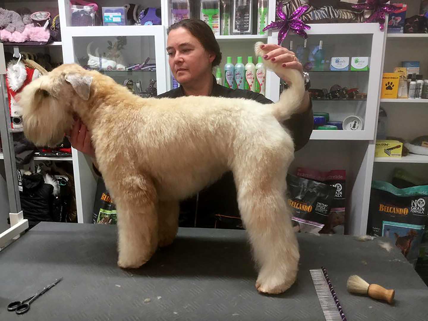 Hundesalon und Groomer-Schule Anders! Schnittbeispiele gepflegte Schneidehunde