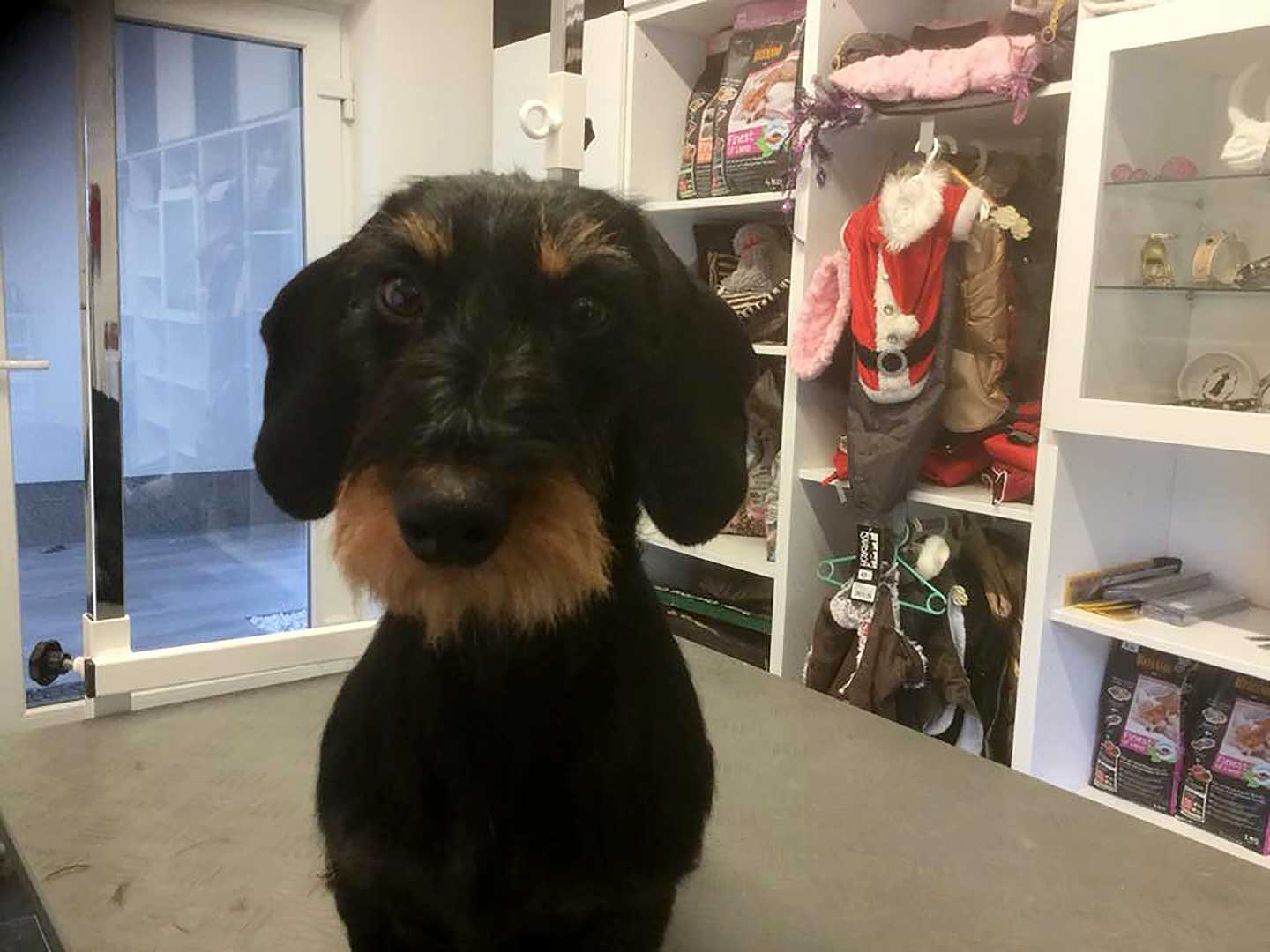 Hundesalon und Groomer-Schule Anders! Schnittbeispiele gepflegte Trimmhunde