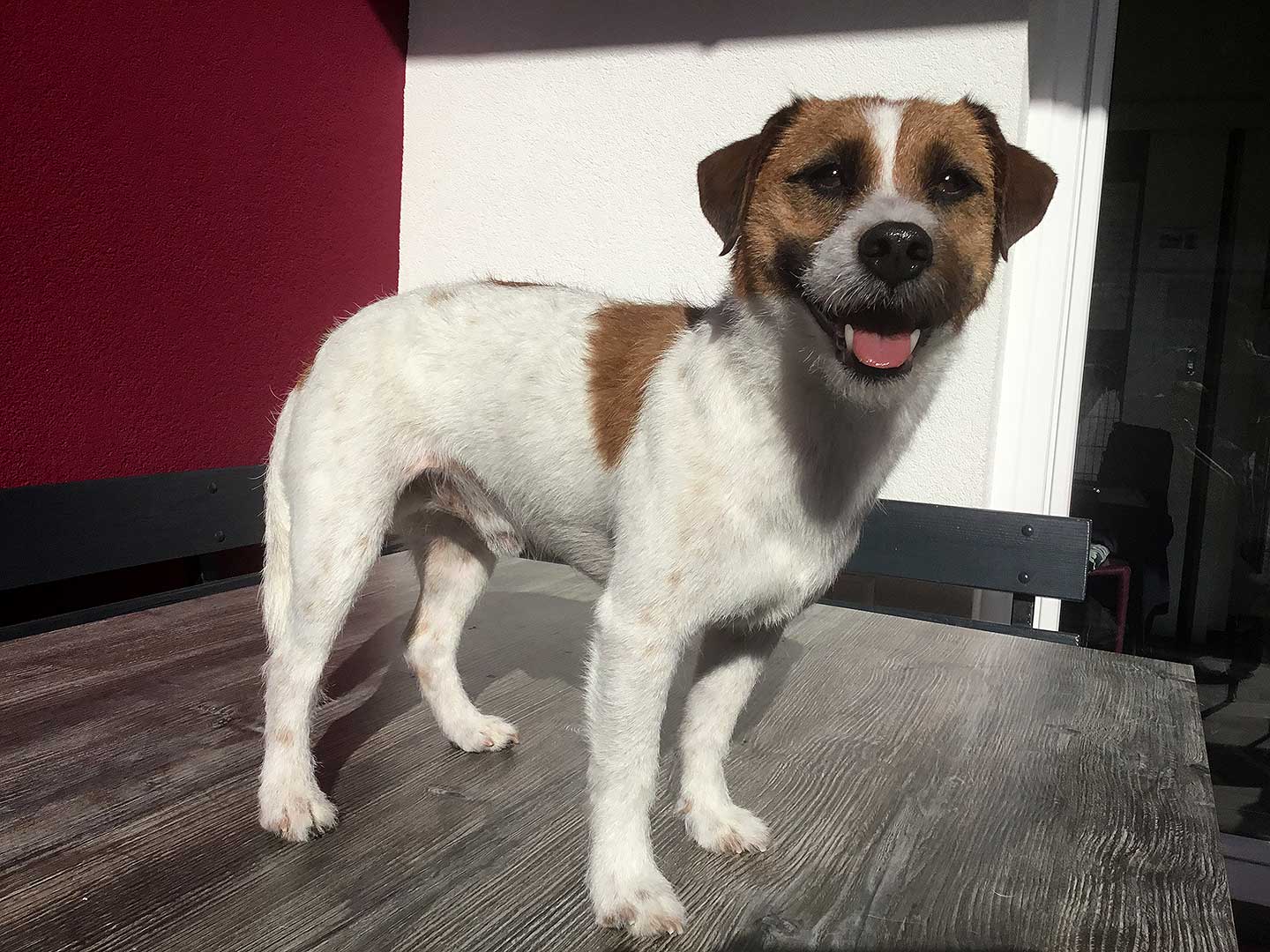 Hundesalon und Groomer-Schule Anders! Schnittbeispiele gepflegte Trimmhunde