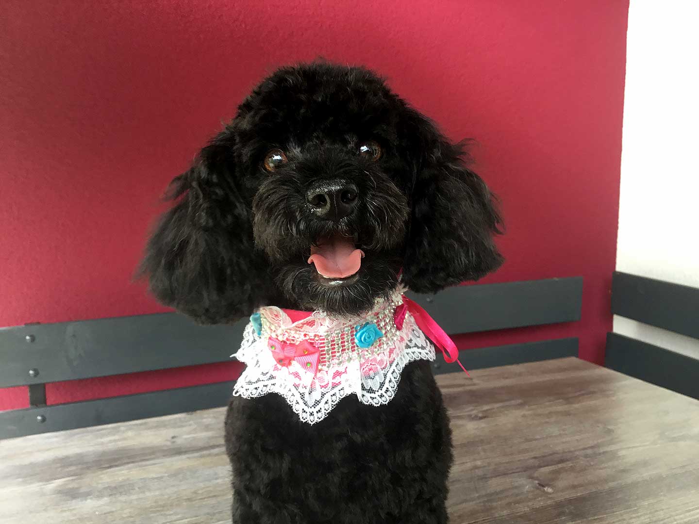 Hundesalon und Groomer-Schule Anders!