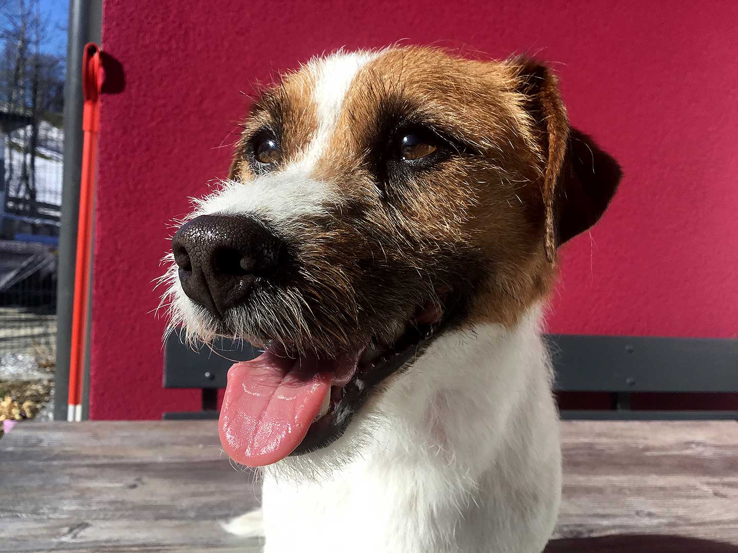 Hundesalon und Groomer-Schule Anders!