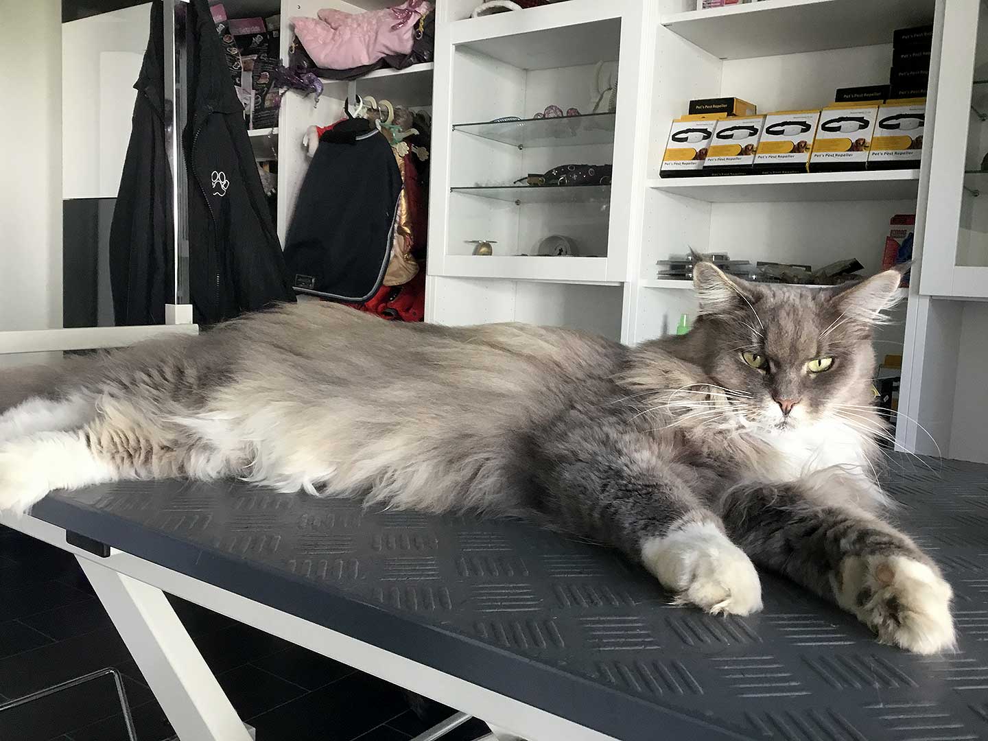 Hundesalon und Groomer-Schule Anders!