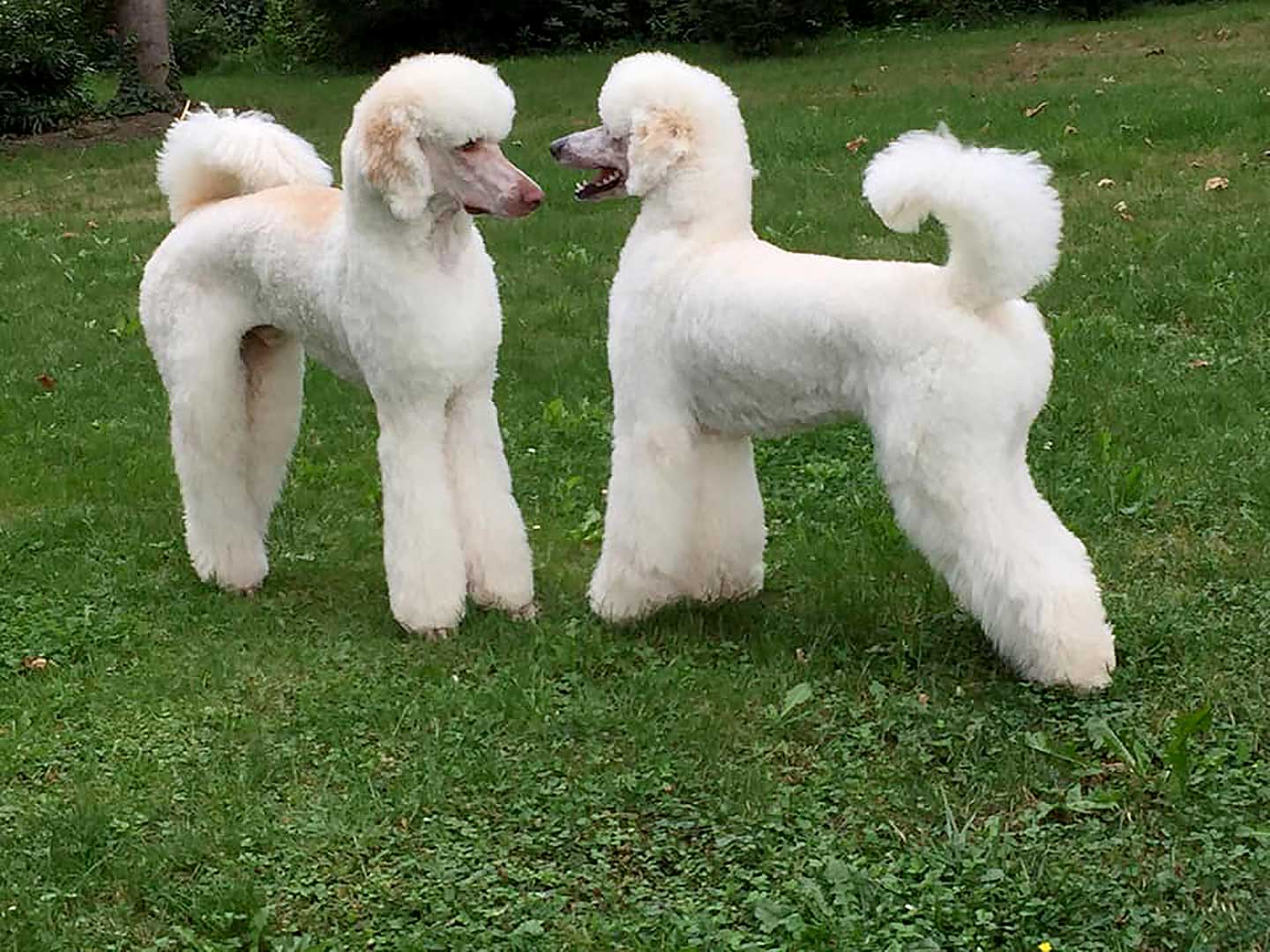 Hundesalon und Groomer-Schule Anders! Styling elegant