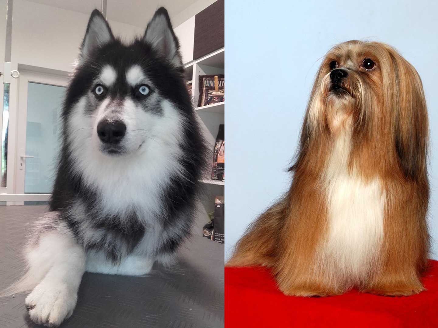 Hundesalon und Groomer-Schule Anders! Styling gebürstet