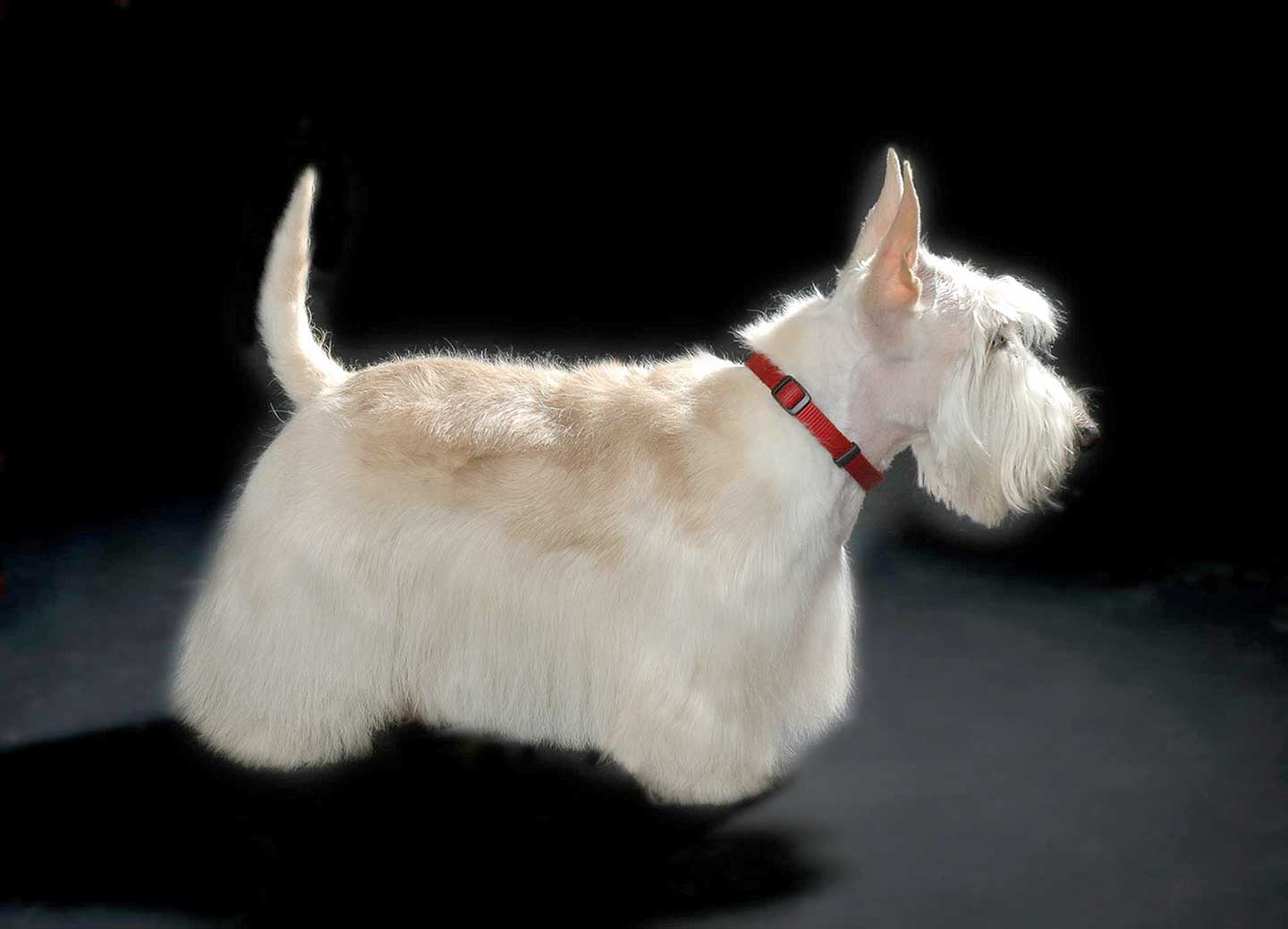 Hundesalon und Groomer-Schule Anders! Styling von Hand getrimmt