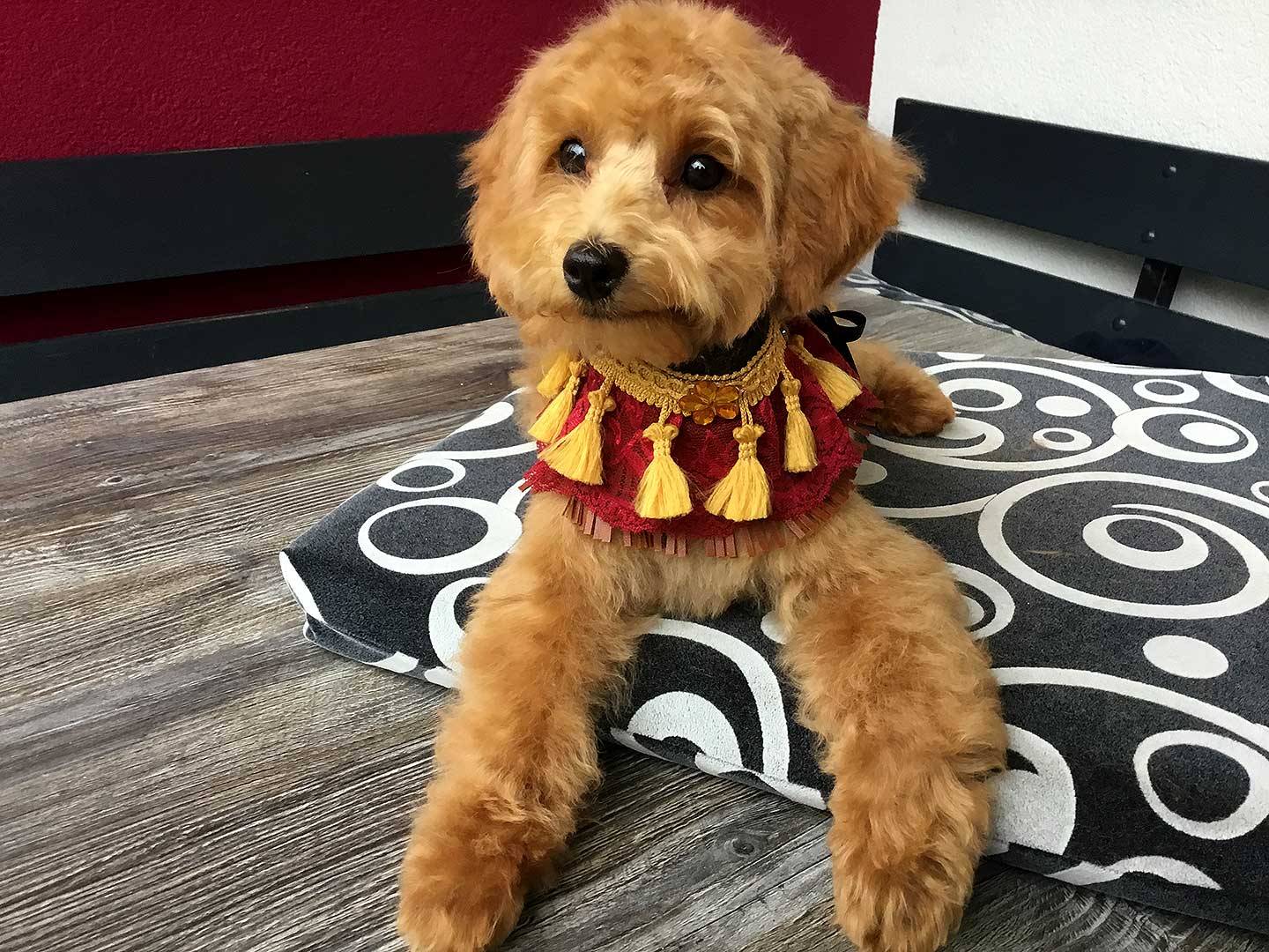 Hundesalon und Groomer-Schule Anders! Styling von klein auf