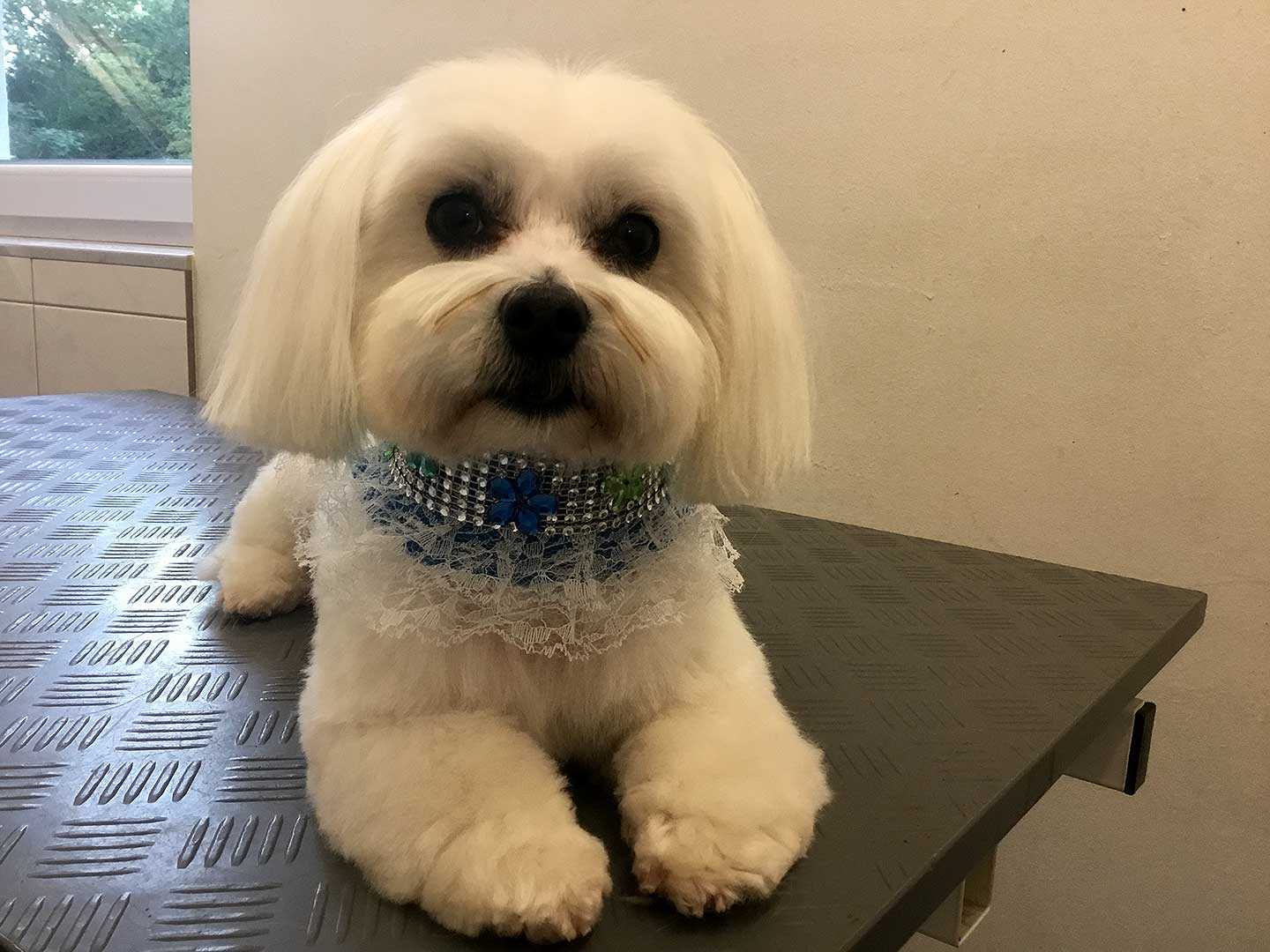 Hundesalon und Groomer-Schule Anders! Styling einfach nur knuffelig