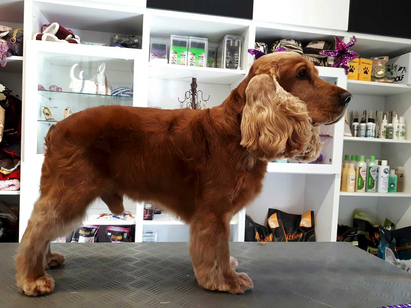 Hundesalon und Groomer-Schule Anders! Petgrooming