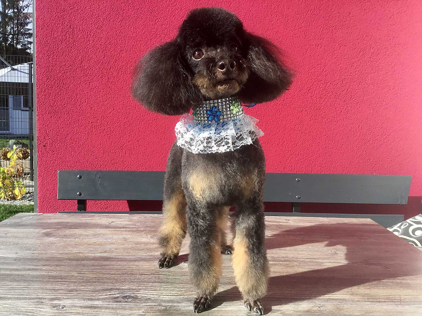 Hundesalon und Groomer-Schule Anders! Styling pfiffig
