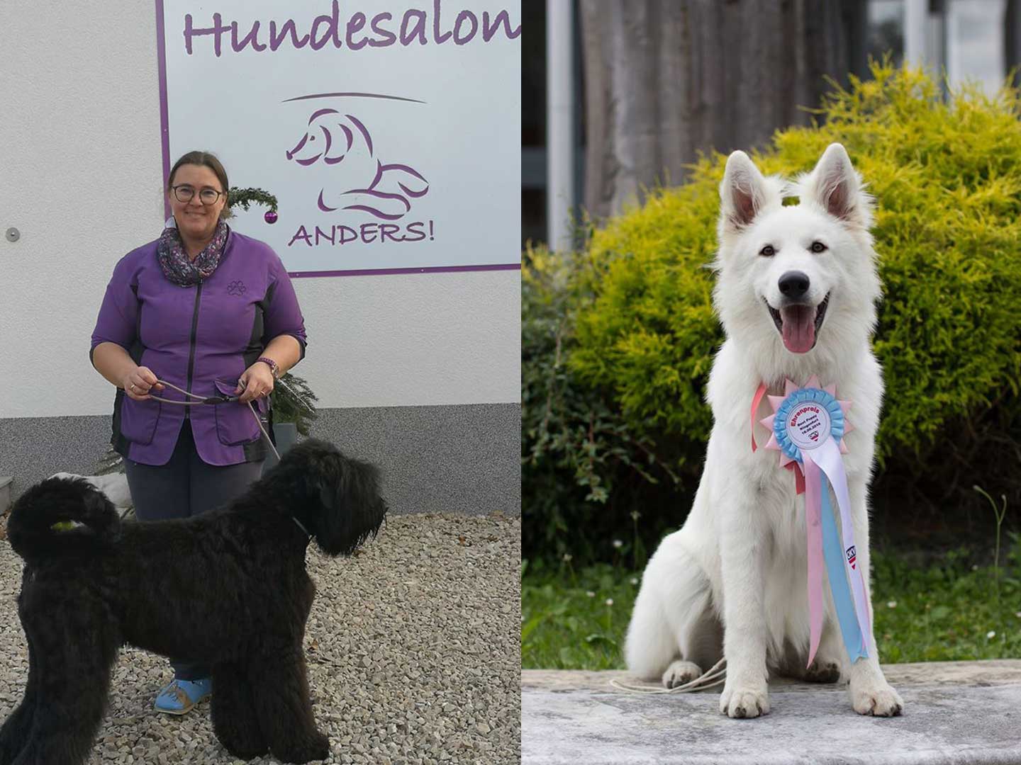 Hundesalon und Groomer-Schule Anders! Showgrooming