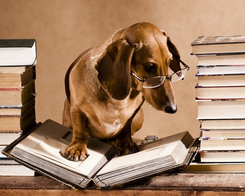 Hundesalon Anders! Meine Qualifikation